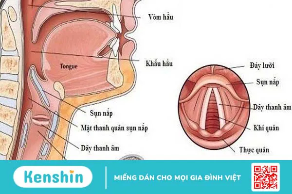 Thanh quản là gì? Thanh quản nằm ở đâu? 1