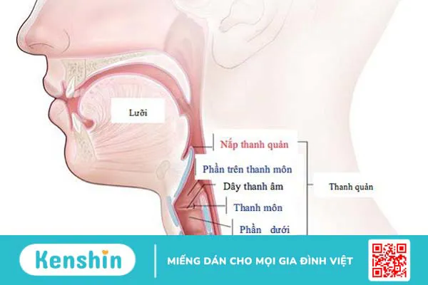 Thanh quản là gì? Thanh quản nằm ở đâu? 2