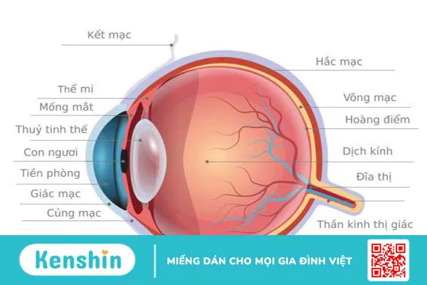 Thị giác là gì? Những đặc điểm cơ bản của thị giác 2