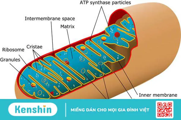 ti-the-la-gi-nhung-benh-ly-lien-quan-den-ti-the 1.webp