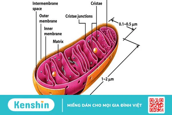 ti-the-la-gi-nhung-benh-ly-lien-quan-den-ti-the 2.webp