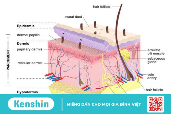 Tìm hiểu chức năng của da thông qua đặc điểm tế bào da 3