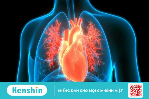 tìm hiểu thông tin về viêm màng ngoài tim cấp 2