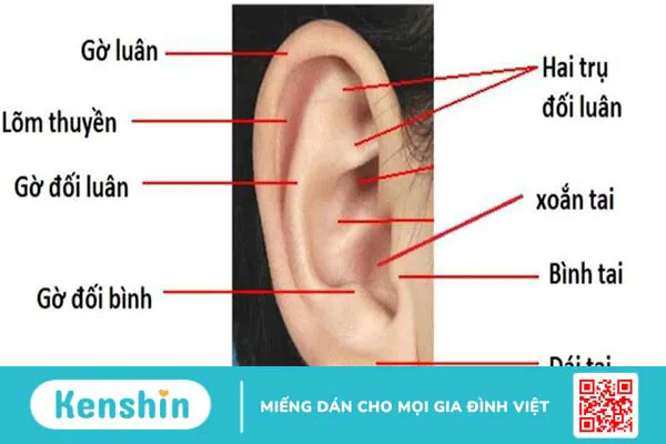 Tìm hiểu vành tai có tác dụng gì với cơ thể? 1