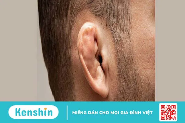 Tìm hiểu vành tai có tác dụng gì với cơ thể? 3