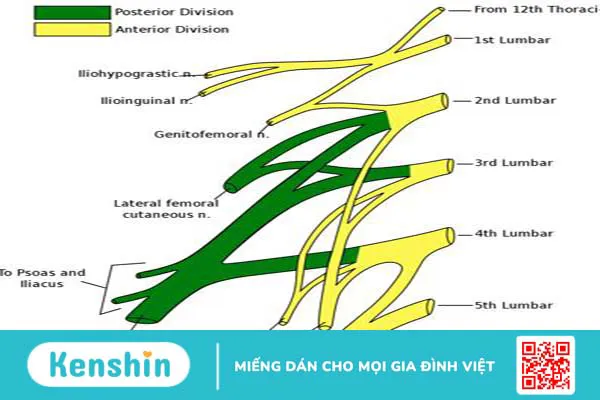 Tổn thương đám rối thần kinh thắt lưng