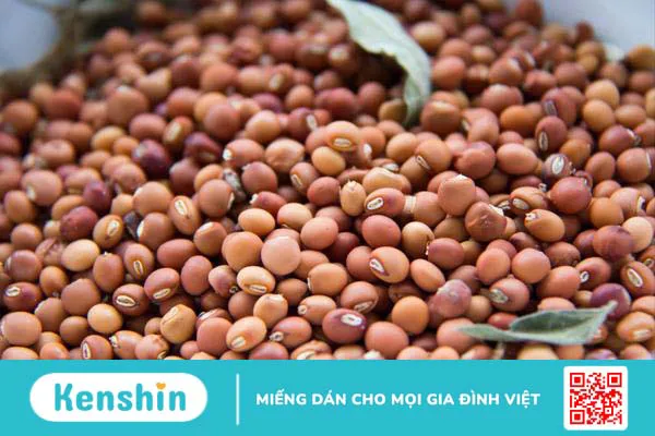 Uống nước đậu săng có tác dụng gì? Chia sẻ một số bài thuốc từ đậu săng 3