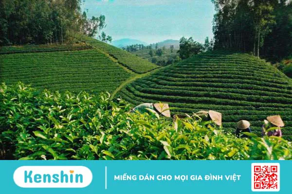 Uống trà xanh có tốt cho thận không? 1