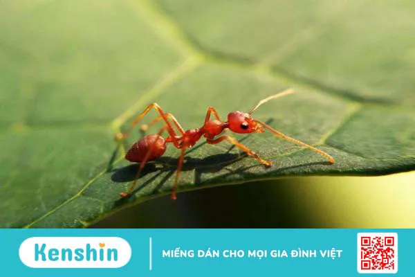 Vành tai bé bị sưng đỏ có thể do kiến cắn, côn trùng đốt hoặc do bị va chạm mạnh