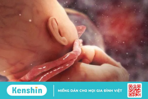 Vì sao bà bầu không được rướn người? Những tư thế nên tránh khi mang thai 3