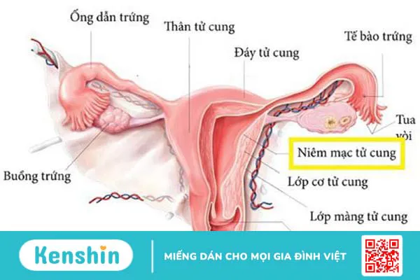 Vô sinh do không có tử cung có điều trị và phòng ngừa được không? 1