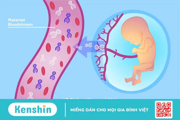 Xét nghiệm ADN trước sinh có chính xác không? 2