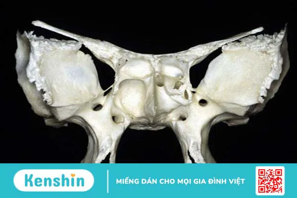 Xương bướm ở đâu? Chức năng xoang bướm và nguyên nhân gây viêm xoang bạn nên biết 1