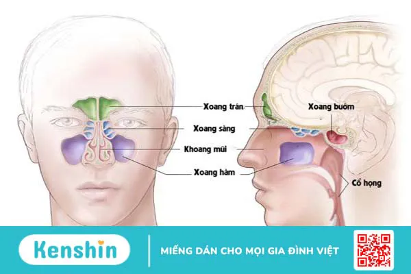 Xương bướm ở đâu? Chức năng xoang bướm và nguyên nhân gây viêm xoang bạn nên biết 2