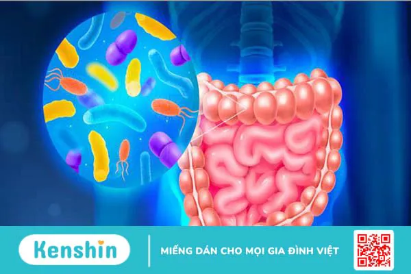 Bacillus clausii? Vai trò và cách bổ sung bacillus clausii 1