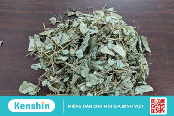 Kim tiền thảo được coi là cây thuốc nam chữa bệnh rất hiệu quả đối với những người bị sỏi thận, sỏi đường tiết niệu