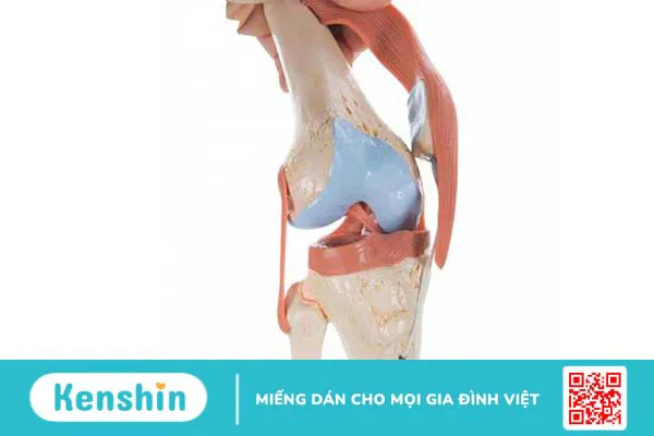 Các vấn đề thường gặp ở khớp gối 1