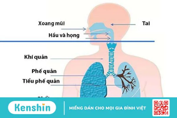 Cách phân biệt bệnh lý ở đường hô hấp trên và dưới 2