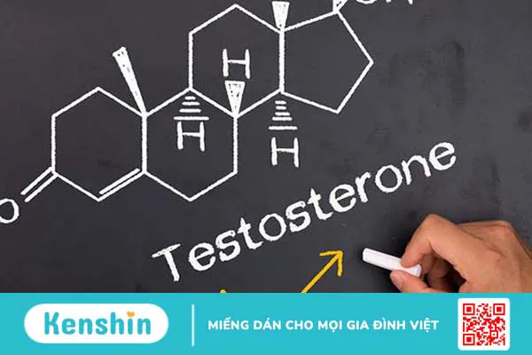 Testosterone là hormone quan trọng chủ yếu được sản xuất tại tinh hoàn