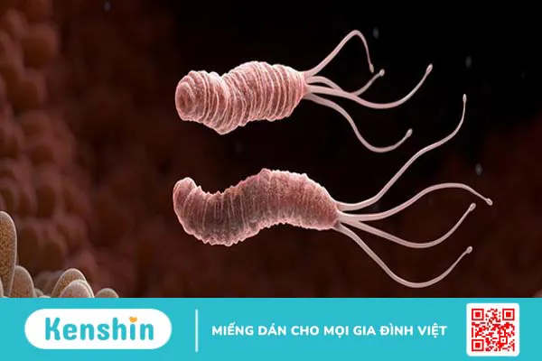 Clo test: Phương pháp chẩn đoán nhiễm vi khuẩn HP 2