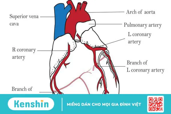 Động mạch vành là gì? Các căn bệnh liên quan đến động mạch vành 1