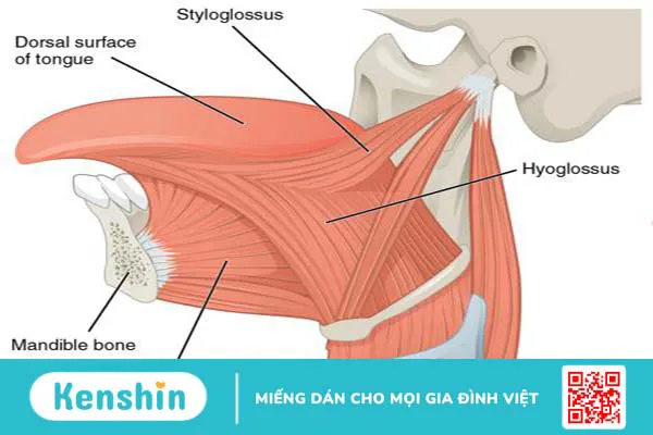 Đột quỵ nuốt lưỡi: Nguyên nhân, dấu hiệu và phương pháp sơ cứu 2