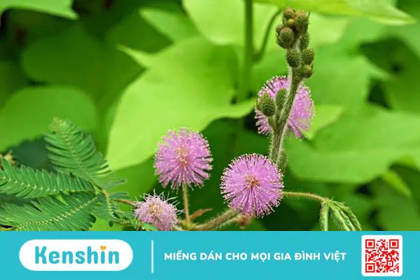 Dùng rễ cây xấu hổ ngâm rượu mang lại nhiều lợi ích bất ngờ 1