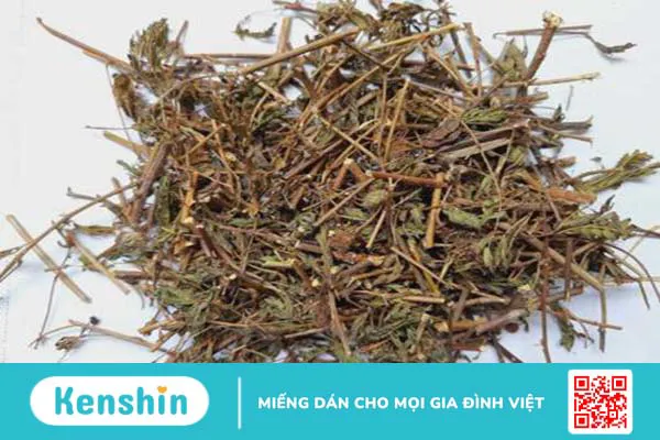 Dùng rễ cây xấu hổ ngâm rượu mang lại nhiều lợi ích bất ngờ 4