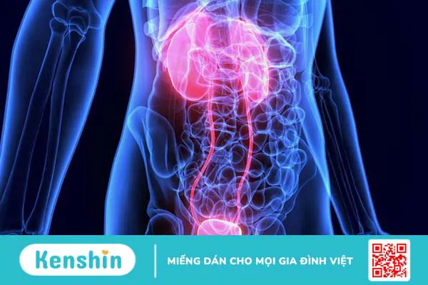 Hệ tiết niệu là gì? Có vai trò như thế nào đối với cơ thể? 1