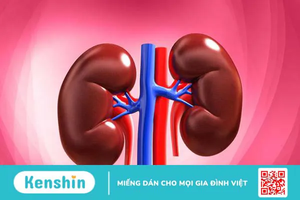 Hệ tiết niệu là gì? Có vai trò như thế nào đối với cơ thể? 2