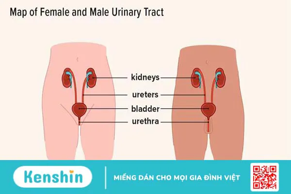 Hệ tiết niệu là gì? Có vai trò như thế nào đối với cơ thể? 3