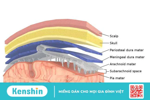 Cấu trúc giải phẫu, chức năng của màng não1