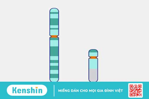 Nhiễm sắc thể giới tính là gì? Đặc điểm nhiễm sắc thể giới tính 2