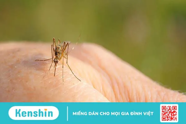 Tìm hiểu về virus Tây Sông Nile 1