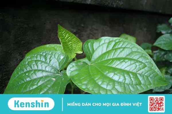 Những loại rau lợi sữa cho mẹ sau sinh quen thuộc, dễ tìm 3