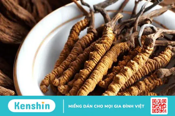 Những thông tin về đông trùng hạ thảo mà bạn nên biết 3