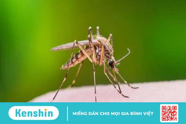 Phòng ngừa một số bệnh trong và sau lũ lụt 3