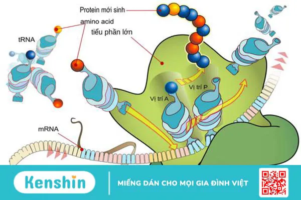 Chuyển hóa protein diễn ra như thế nào trong cơ thể