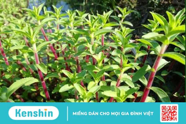 Rau om tía chữa bệnh gì? Những bài thuốc chữa bệnh hiệu quả từ rau om tía 1