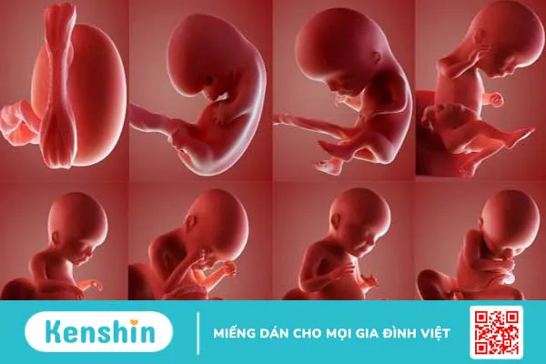 Mẹ bầu thường quan tâm siêu âm 4D nhiều có tốt không? 1