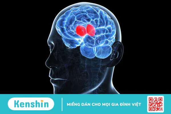 Thalamus là gì? Các chức năng của đồi thị 1