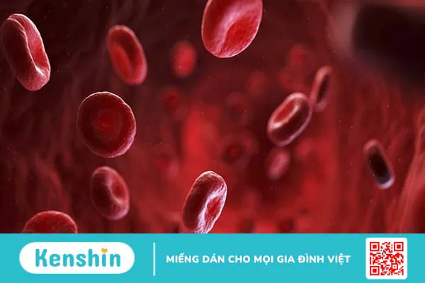 thalassemia-di-truyen-la-benh-gi-thalassemia-co-chua-tri-duoc-khong 1