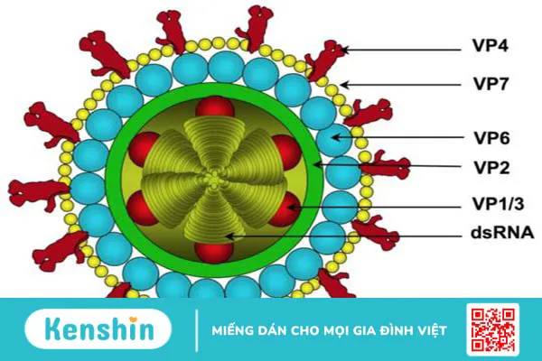 Tìm hiểu: Đặc điểm virus Rota gây tiêu chảy 3