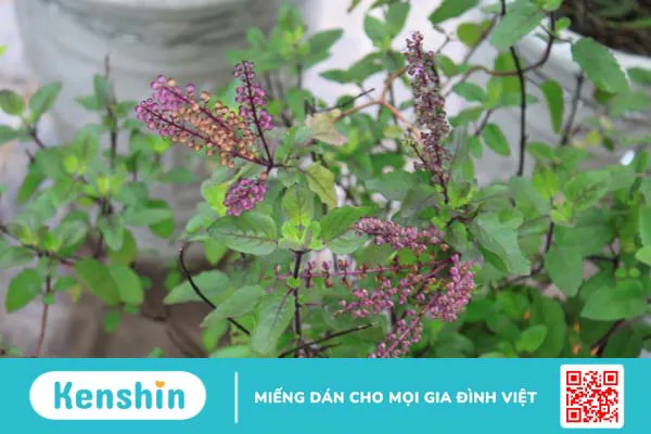 Tinh dầu hương nhu: Thơm và tốt cho sức khỏe! 1