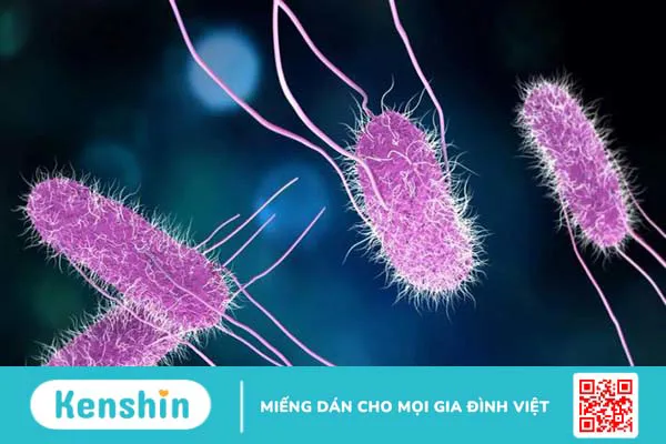 Vi khuẩn Proteus gây bệnh đường ruột