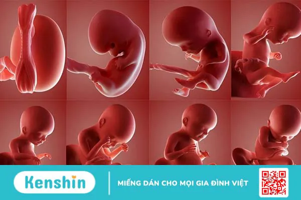 Xét nghiệm bầu 12 tuần có cần nhịn ăn không? 1