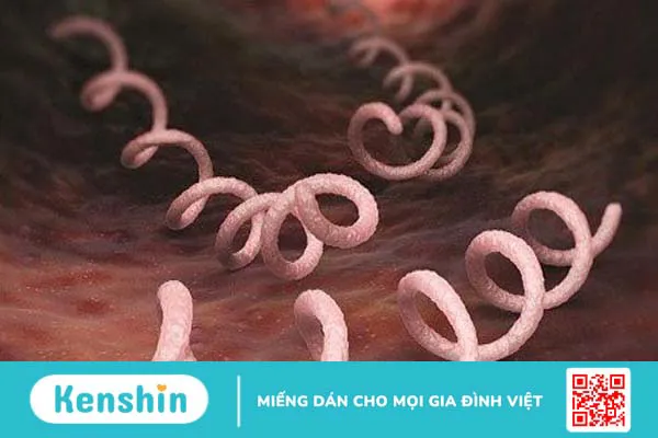 Xét nghiệm syphilis – Phương pháp sàng lọc bệnh giang mai hiệu quả 1